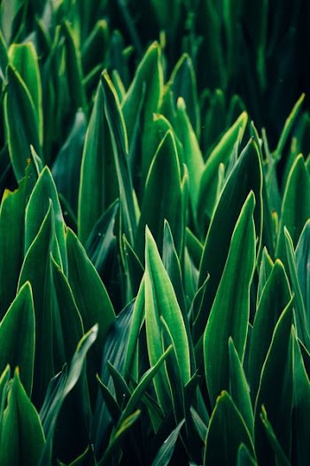 green linear leafed plants
