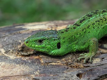 Green Lizard