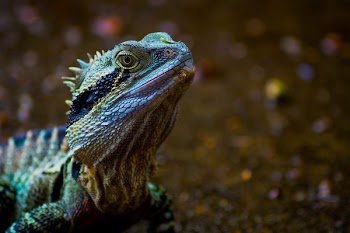 Green Lizard