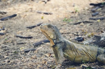 Green Lizard Beside Wood Piece