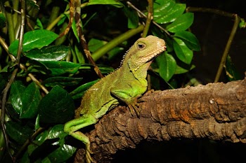 Green Lizard on Brown Tree Branch Beside Green Leaves