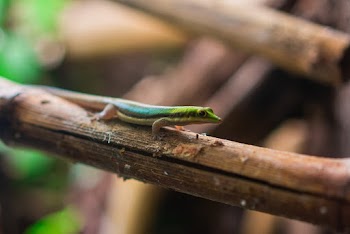 Green Lizard on Brown Wood