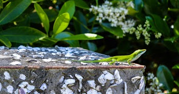 Green Lizard on Top of Gray Surface