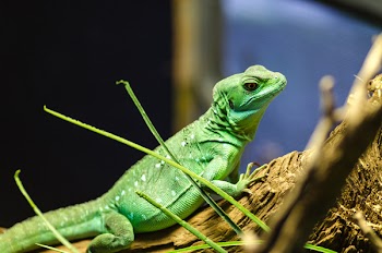 Green Lizard on Tree