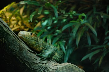 Green Lizard Shallow Focus Photography