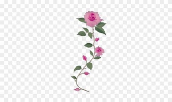 Green Long Stem Rose Png - Long Stem Pink Roses Png