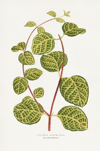 Green Lonicera Brachypoda leaf illustration | Free Photo Illustration - rawpixel