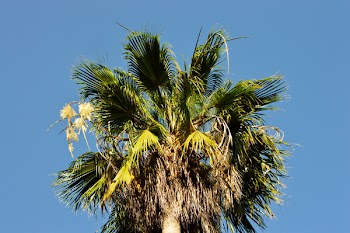 Green Majesty Palm Tree