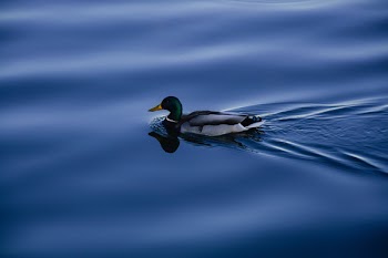 Green Mallard Duck in Water