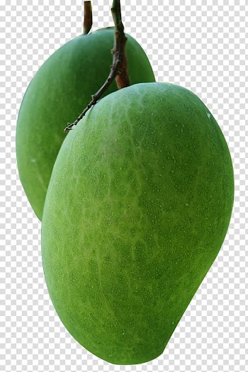 Green mangoes, Juice Mango Fruit Mangifera indica, Picking mango transparent background PNG clipart