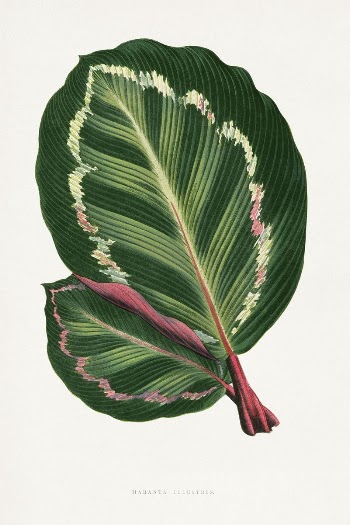 Green Mantara Illustris leaf illustration | Free Photo Illustration - rawpixel