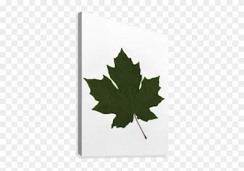 Green Maple Leaf Canvas Print - Green Maple Leaf Canvas Art - Deddeda Design