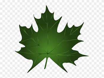 Green Maple Leaf Clipart Kid - Canada