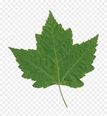 Green Maple Leaf - Hoja Gif Animado