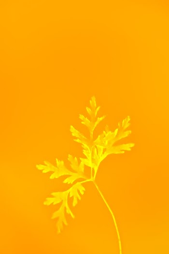 Green Maple Leaf on Yellow Background · Free Stock Photo
