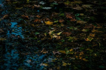 Green Maple Leaves on River