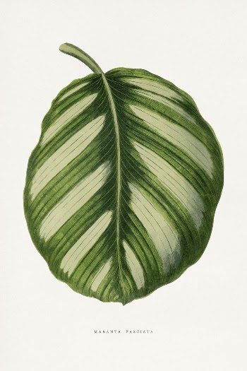 Green Maranta Fasciata leaf illustration | Free Photo Illustration - rawpixel