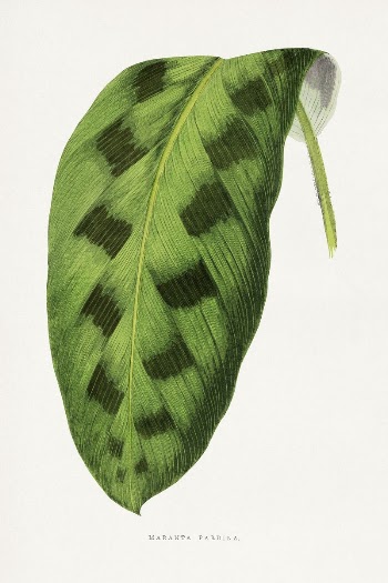 Green Maranta Pardina leaf illustration | Free Photo Illustration - rawpixel