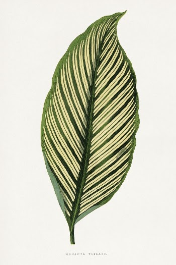 Green Maranta Vittata leaf illustration | Free Photo Illustration - rawpixel