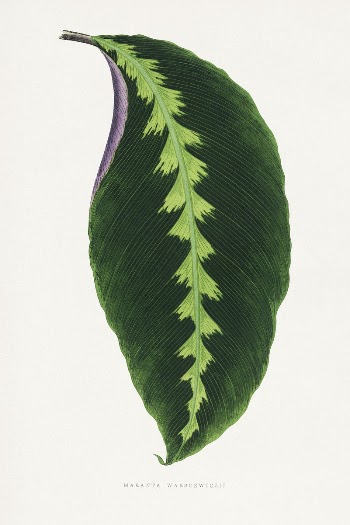 Green Maranta Warscewiczii leaf illustration | Free Photo Illustration - rawpixel