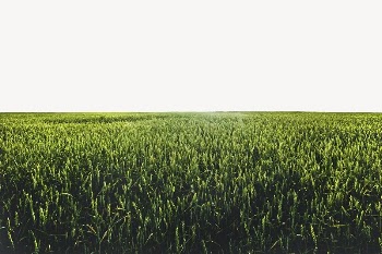Green meadow border, agriculture photo | Free PSD - rawpixel