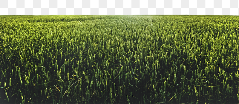 Green meadow png border, agriculture | Free PNG - rawpixel