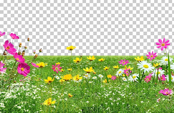 Green Meadow PNG, Clipart, Annual Plant, Cartoon, Computer ...