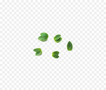 Green Mentha canadensis Leaf - Mint leaf 