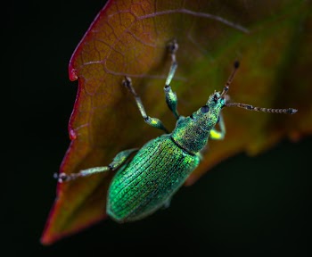 Green Metallic Weevil on Green Lead Macro Photography