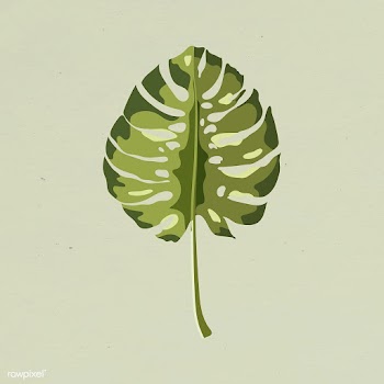 Green monstera leaf design element llustration | Free  vector - 2338443