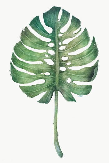 Green monstera leaf watercolor style overlay | Free  transparent png - 2341434