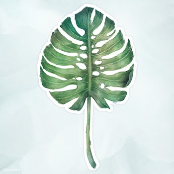 Green monstera leaf watercolor style sticker illustration with white b.. | Free  illustration - 2341450