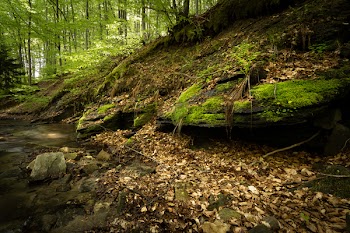 Green Moss