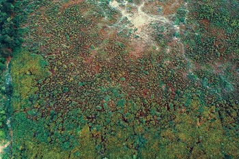 Green Moss
