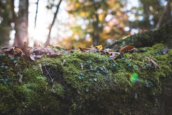Green Moss