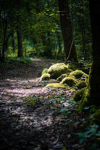 Green Mossy Rock