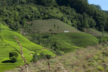 Green Mountain