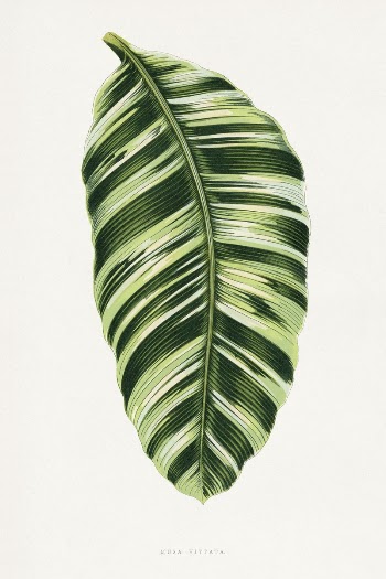 Green Musa Vittata leaf illustration | Free Photo Illustration - rawpixel
