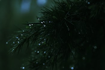 Green Needle Leafed Tree