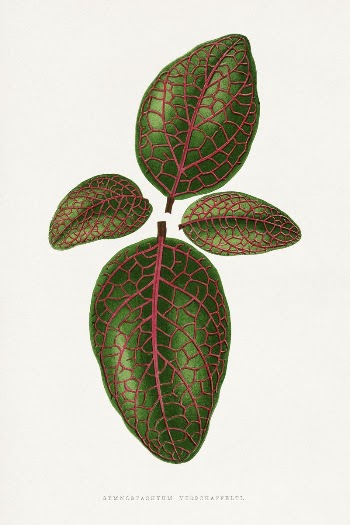 Green nerve plant leaf illustration | Free Photo Illustration - rawpixel