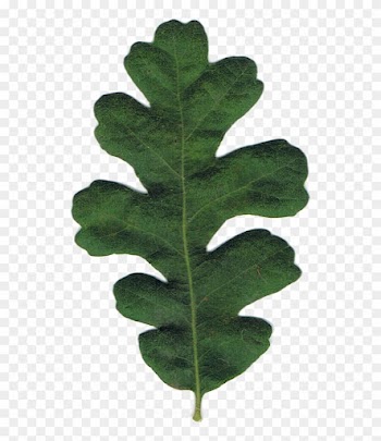 Green Oak Leaf Clip Art For Kids - Oak Leaves