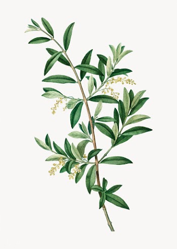 Green olive tree | Free stock vector - 568800