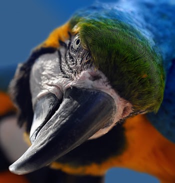Green Orange and Black Parrot in a Selective Photography