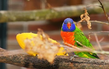 Green, Orange, and Purple Bird