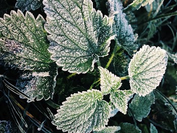 Green Oregano Leaves