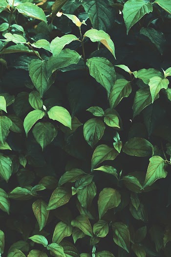 Green Outdoor Plant