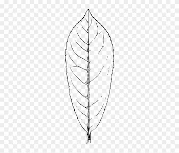 Green, Outline, Leaf, Plant, Leaves, Laurel - Sketch