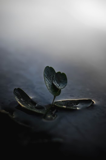 Green Ovate Leaf Plant