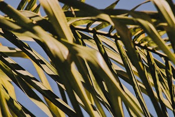 Green Palm Leaf