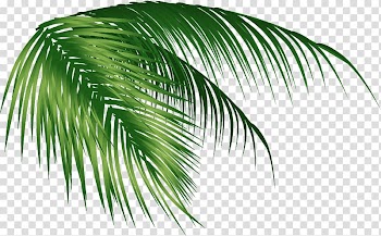 Green palm leaf , Arecaceae Coconut Leaf, coconut tree transparent background PNG clipart